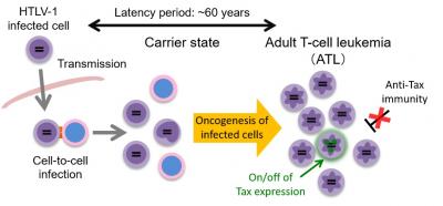 HTLV-1 Infection