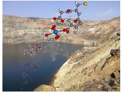 A Protective Shield Against Uranium