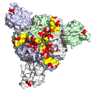 3D visualization of mutations in the spike protein of the Omicron variant.