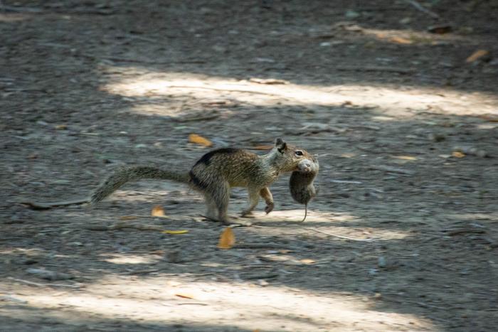 Squirrel runs with vole in mouth