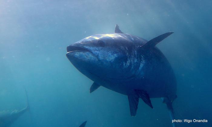 Bluefin tuna