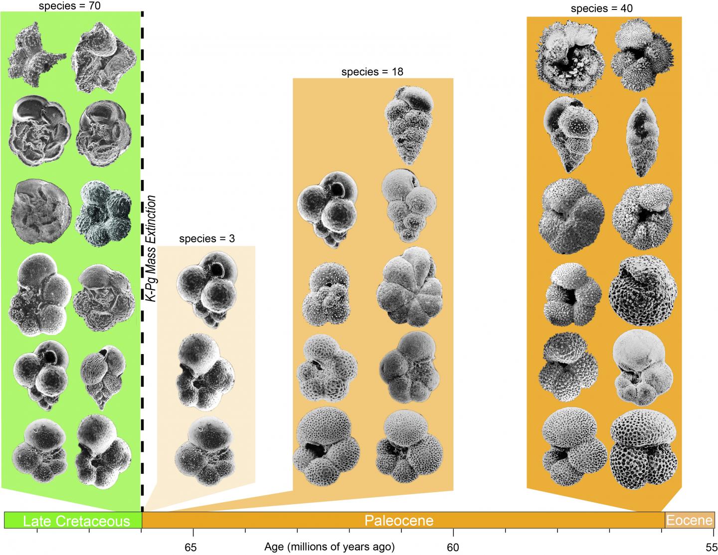 Cretaceous Planktic Foraminifera