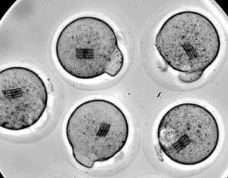 The First Few Hours of Life for 5 Mouse Embryos Containing Nanodevices