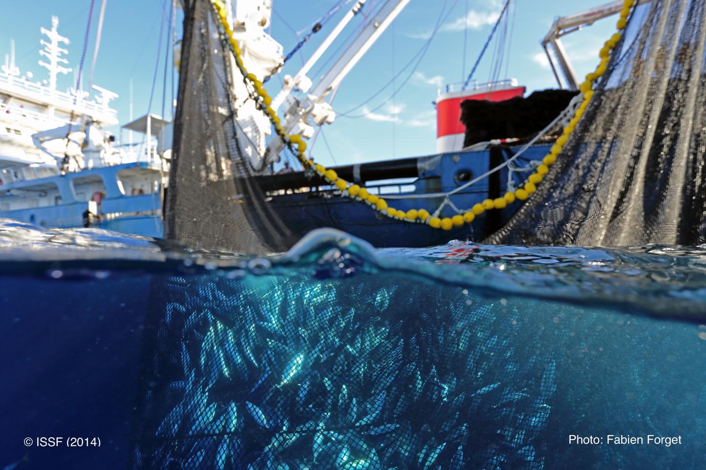 Purse Seine Setting IMAGE EurekAlert Science News Releases