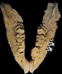 Gomphothere Mandible