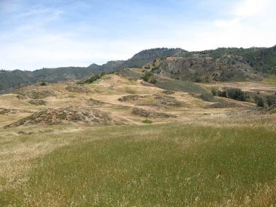 Invasive Species and Plant Extinction (2 of 2)