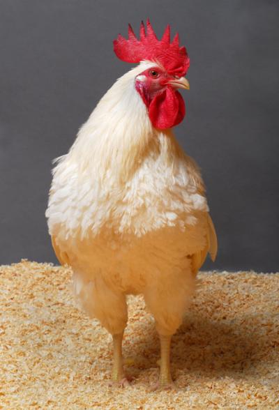 Chickens to Halt the Spread of Bird Flu (6 of 7)