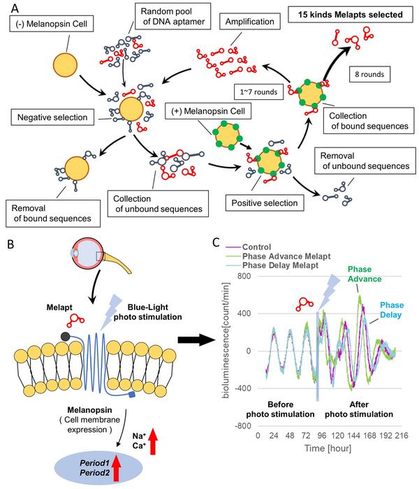 Fig. 2 Cell-SELEX method for screening Melapts. Melapts that specifically bind melanopsin were selected by Cell-SELEX because melanopsin is a membrane protein bound to and accessible from outside cells