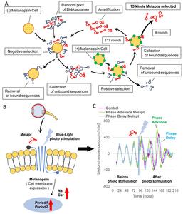 Fig. 2 Cell-SELEX method for screening Melapts. Melapts that specifically bind melanopsin were selected by Cell-SELEX because melanopsin is a membrane protein bound to and accessible from outside cells