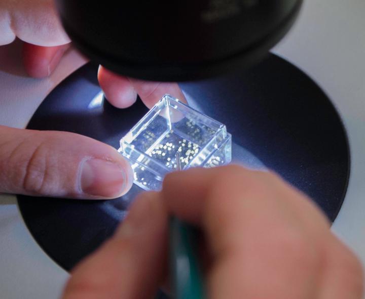 Denticles Under Microscope