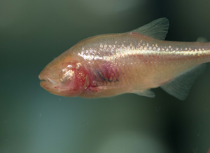 Cavefish