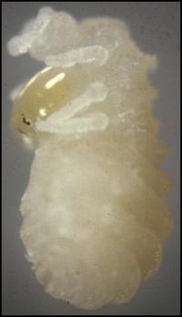 Larva of <i>Orasema</i>