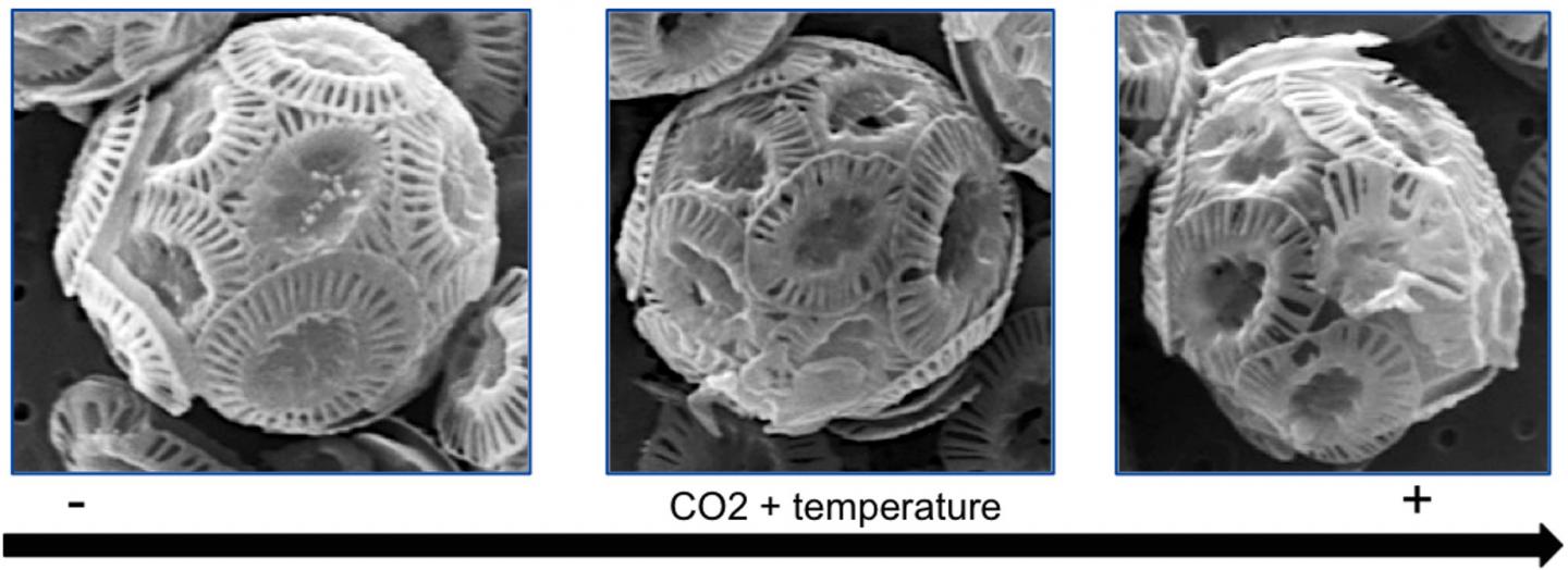 Coccolith Morphology as Acidification and Warming Increases