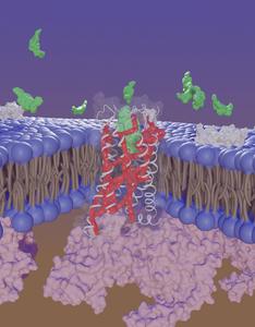 Angiotensin II type 1 or AT1R