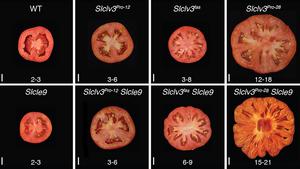 Tomato strains