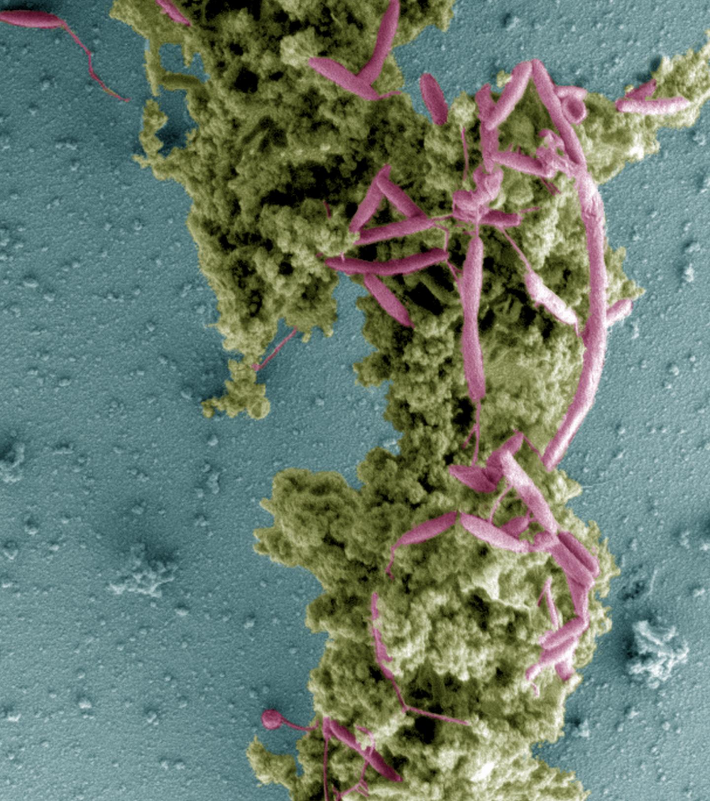 <i>Campylobacter</i> Attached to Chicken Juice