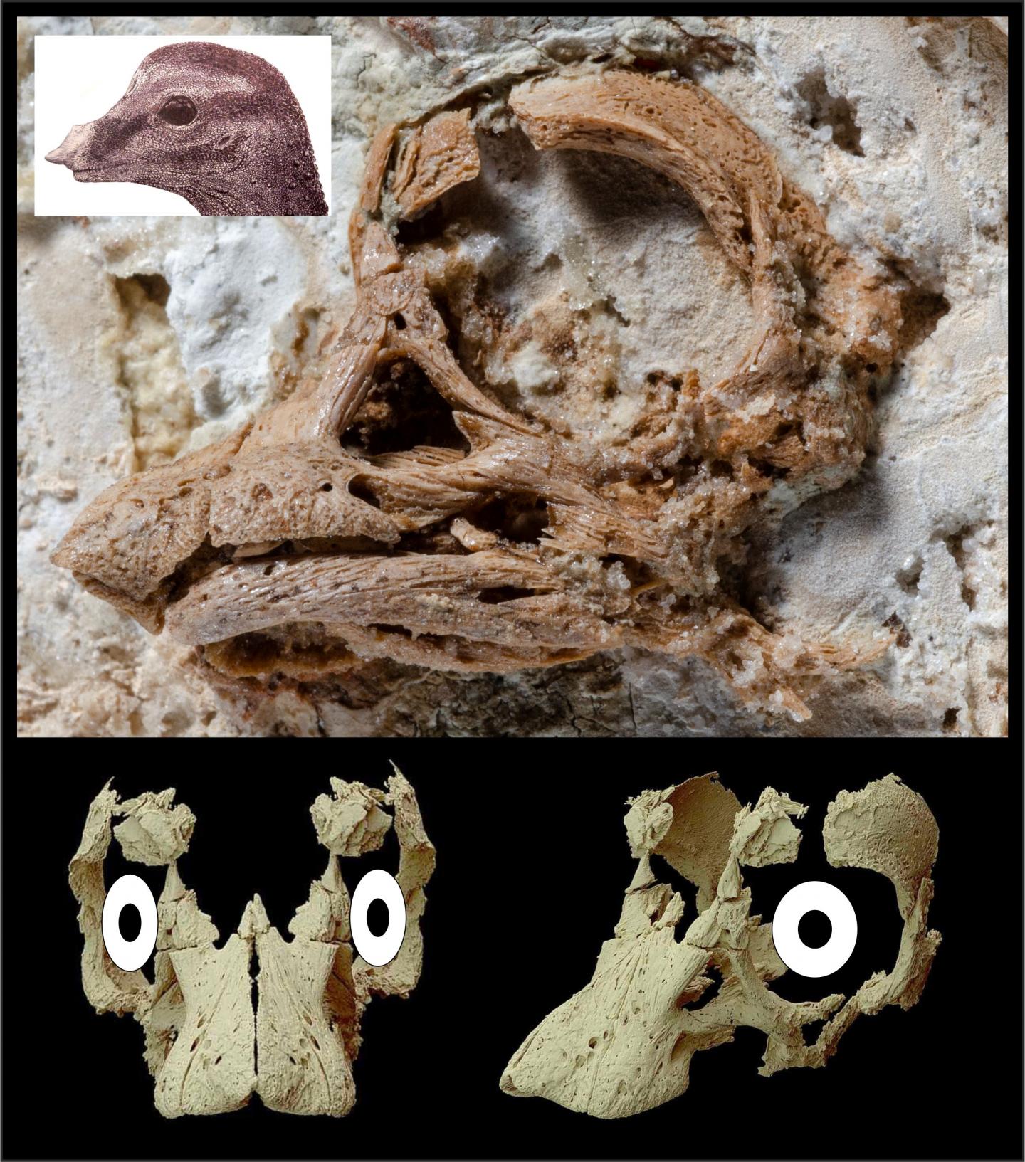Titanosaurian embryo skull with reconstructions