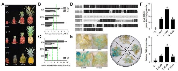 Anthocyanin accumulation types in fruit peel of representative pineapple varieties and the corresponding AcMYB266 promoter activation ability.