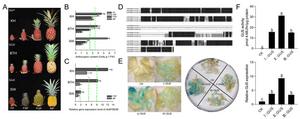 Anthocyanin accumulation types in fruit peel of representative pineapple varieties and the corresponding AcMYB266 promoter activation ability.