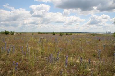 'Chicken Creek' ‑‑ An Ecosystem in the Making