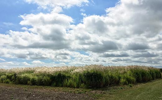 Herbaceous Energy Crops