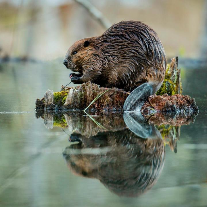 Credit: A. Colton. more. image: Beavers, like the one pictured here