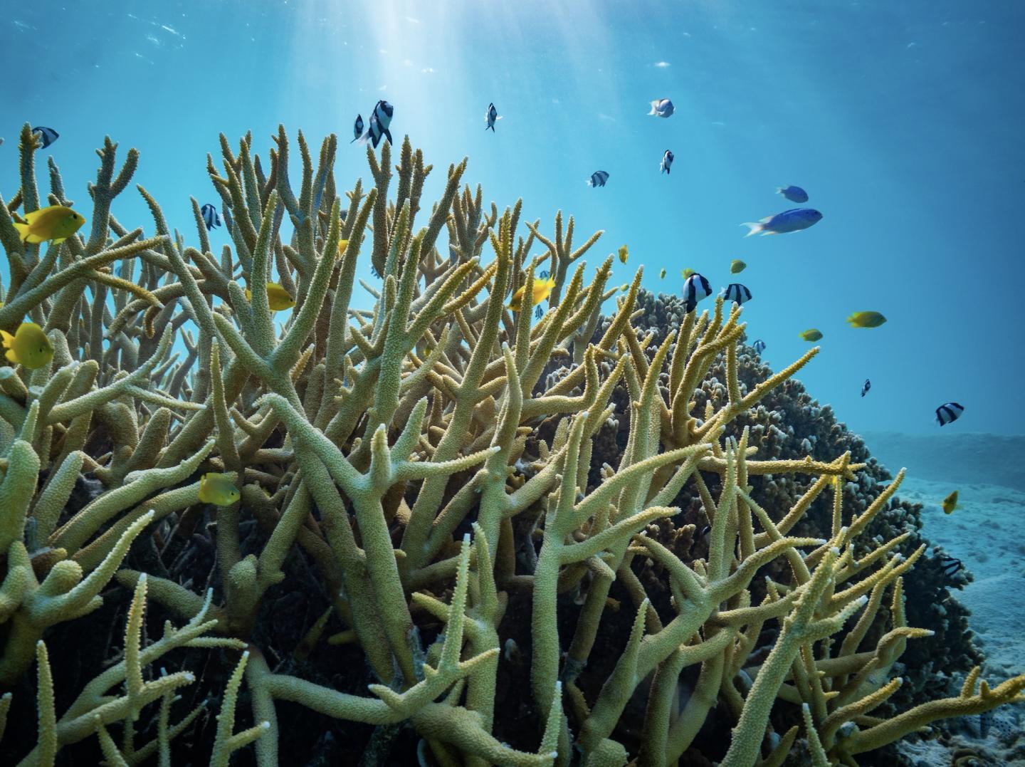 Damselfish not Necessarily in Distress