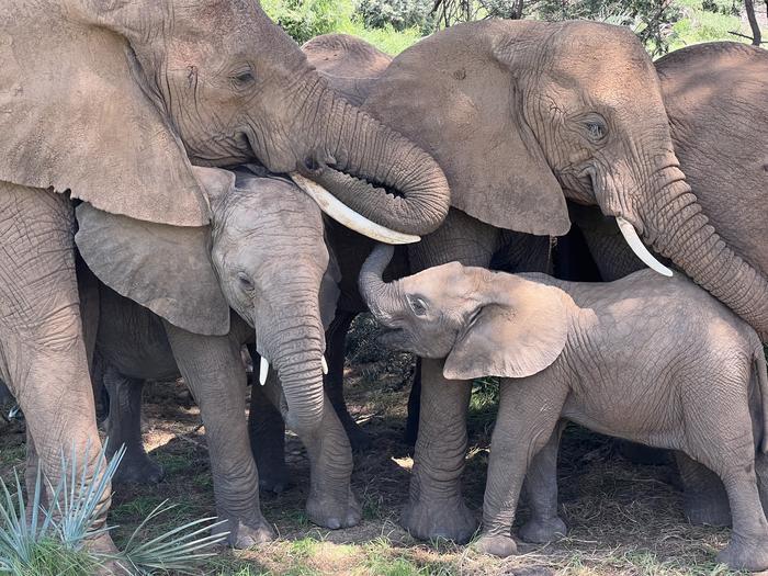 Elephants napping