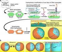 Representation of DNA Nanoplate-based Microcapsules