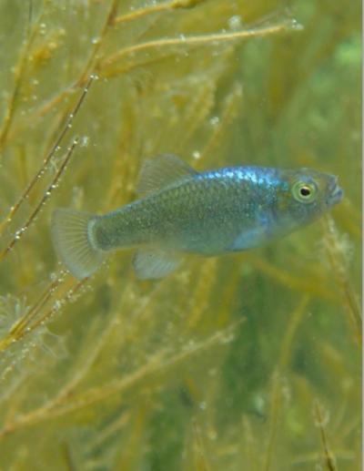 Pupfish