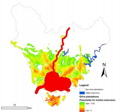 Map of Suitable Areas for Iberian Lynx Habitat Restoration