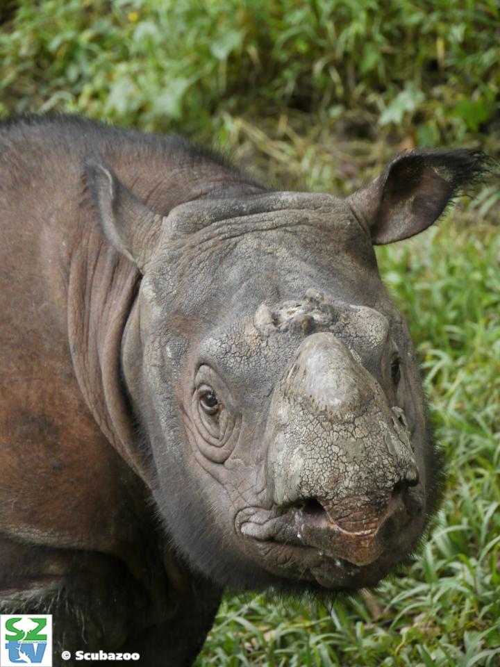Kertam, a young male Sumatran rhinoceros from Borneo