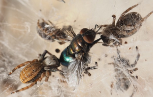 African social velvet spider (Stegodyphus mimosarum)