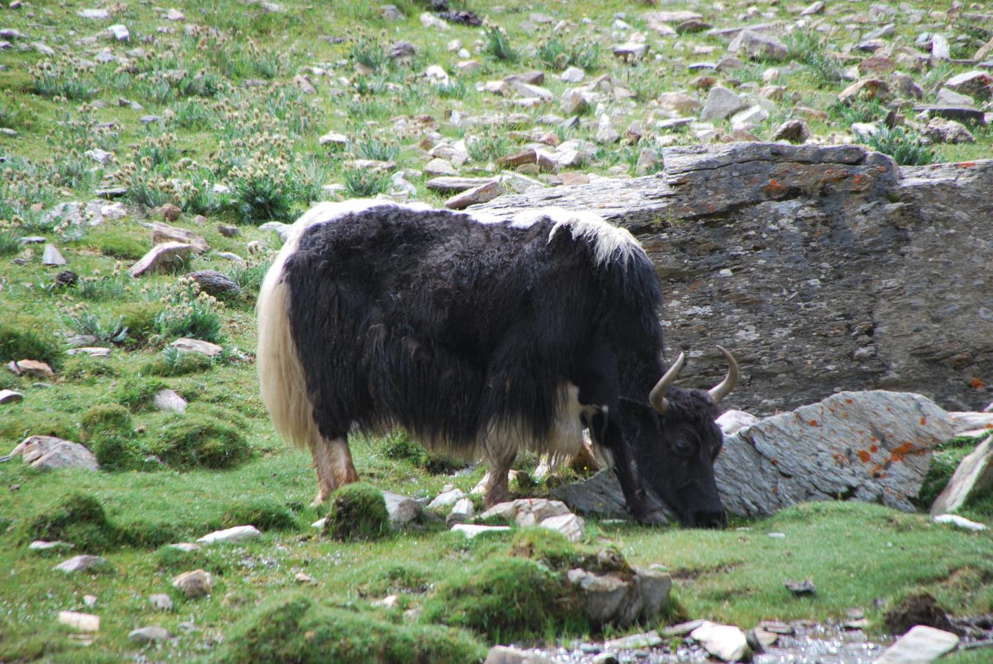 Yak Grazing in the Lhasa Region of Tibet