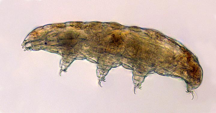 Tardigrade, or water bear