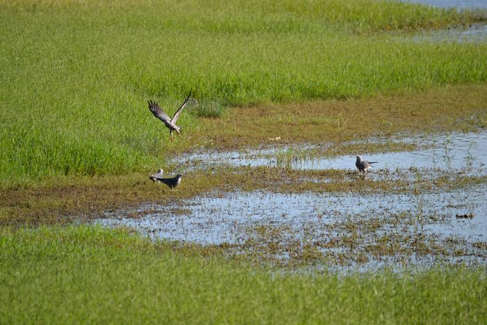 Mississippi Kites