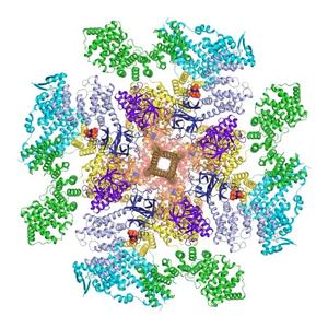 Cryo-electron microscopy visualization of a biological machine