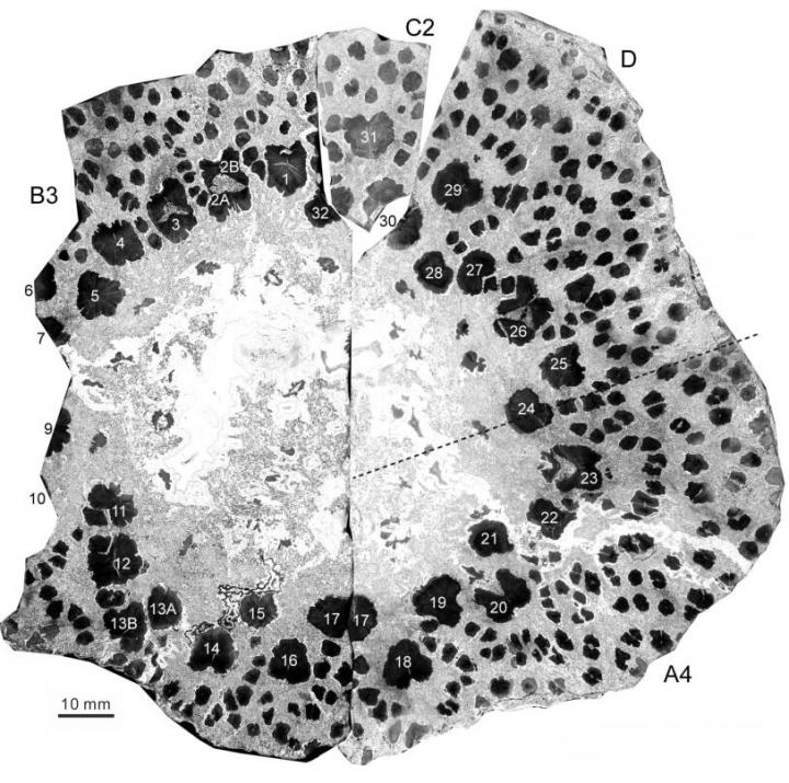 Cauline Xylem Strands