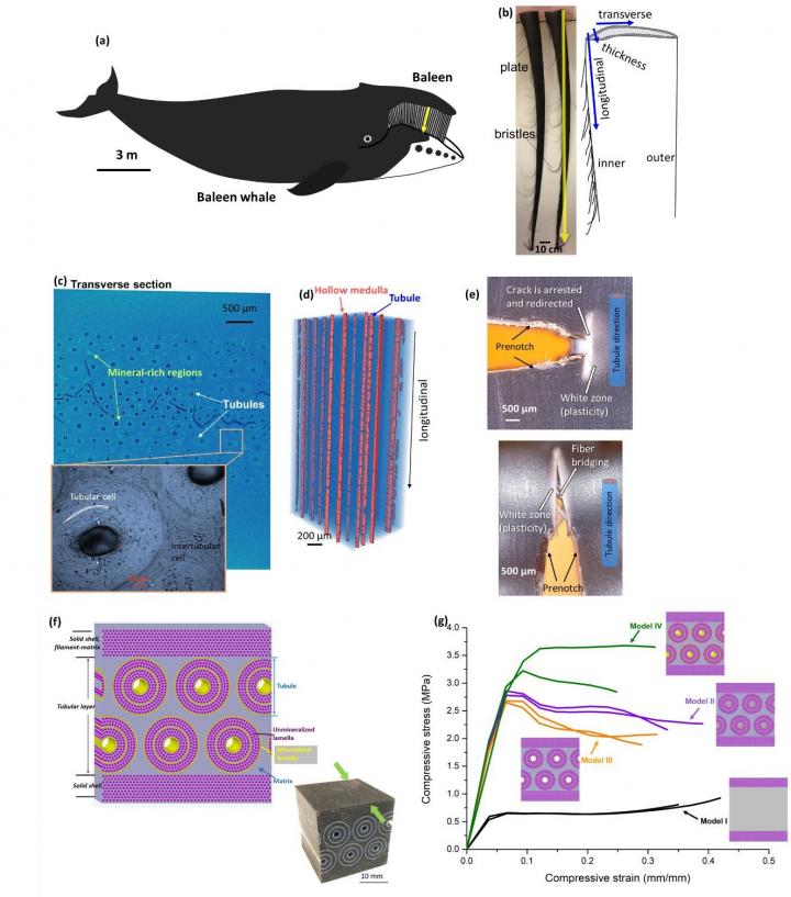 Images and Structural Models of Baleen Whale and its Baleen