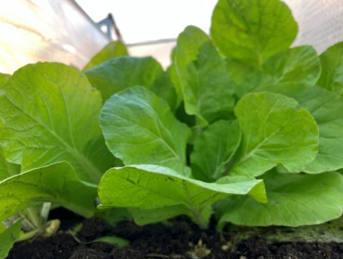 Chinese cabbage