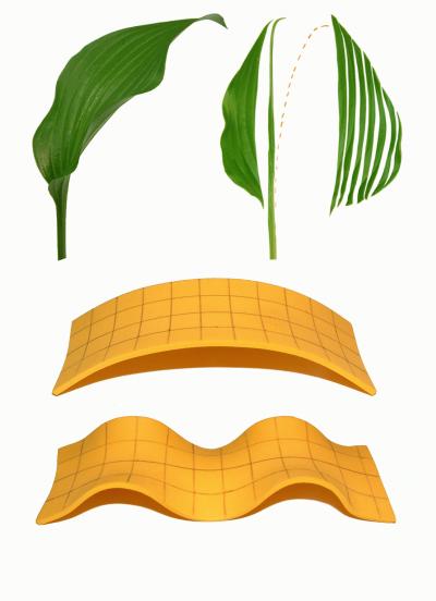 Shape of a Long Leaf