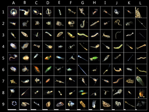 Examples of mesoplankton and nonplankton particle ROIs captured by the underwater imager during coastal raft tests