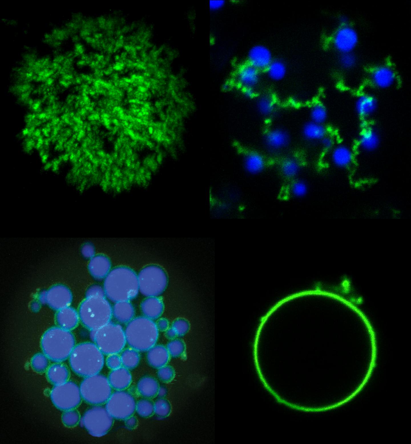 New Microparticle Shapes