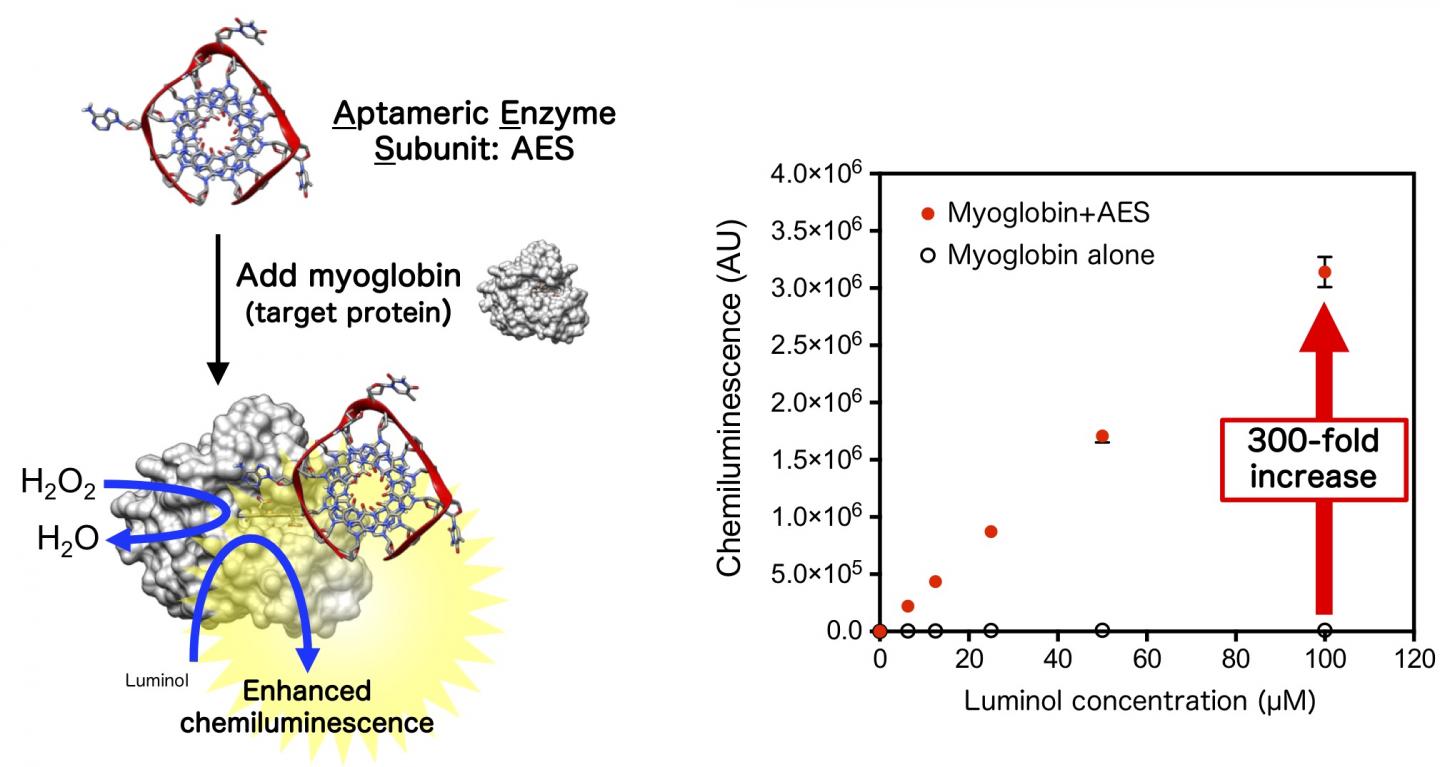 The Aptameric Enzyme Subunit Enhances Myoglobin-Derived Peroxidase Reaction