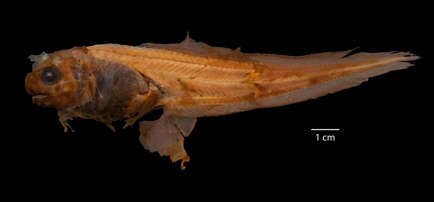 Paraliparis kadadakaleguak