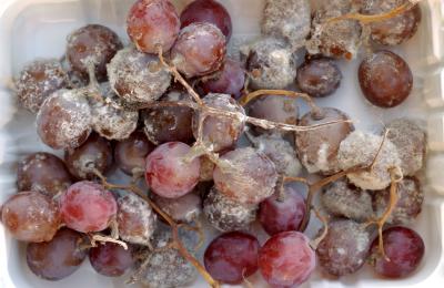 Grape News: New Treatment Combination Safe Alternative to Sulfur Dioxide