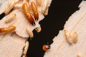 Drywood termites