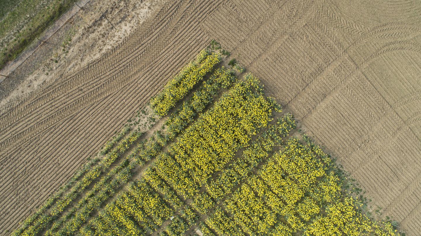 Rapeseed -- Climate Window
