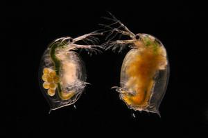 Daphnia Pasteuria