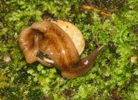 O. nungara killing snail